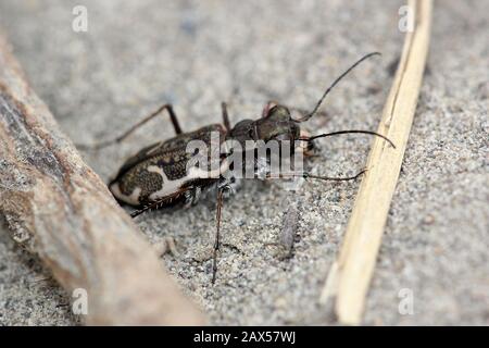 Gewöhnlicher Tigerkäfer (Neocindela tuberculata) Stockfoto