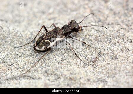 Gewöhnlicher Tigerkäfer (Neocindela tuberculata) Stockfoto