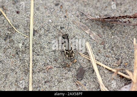 Gewöhnlicher Tigerkäfer (Neocindela tuberculata) Stockfoto