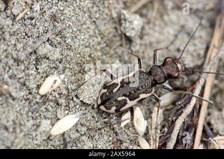 Gewöhnlicher Tigerkäfer (Neocindela tuberculata) Stockfoto