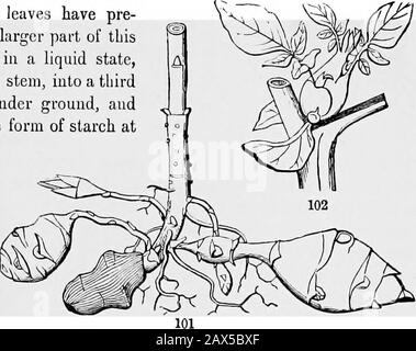 Die Elemente der Botanik für Anfänger und für Schulen . Fio. 99. Eootstock von Solomons Seal, mit dem Grund des Stiels des Meer-Sohnes, und der Knospe für die nächsten Jahre wuchs. Abb. 100. Der sehr kurze Wurzelstock und die kräftige Endknospe einer Trillium oder Birthwurzel. ABSCHNITT 6.] STIELE. 15. Lias drei Formen von Zweigen: 1. Die, die gewöhnlichen tragen, lassen die Luft ausdehnt, um zu verdauen, was sie daraus sammeln und was die Wurzeln aus dem Boden sammeln, und es in Nahrung umzuwandeln. 2. Nach einer Weile trägt eine zweite Reihe von Ästen auf dem Gipfel der Pflanze Blumen, die aus einem Porti Fruchtund Samen bilden Stockfoto