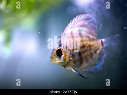 Angel Fish macht, was Fische tun, schwimmt im Tank und wartet darauf, dass das Essen fällt. Stockfoto