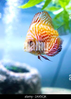 Angel Fish macht, was Fische tun, schwimmt im Tank und wartet darauf, dass das Essen fällt. Stockfoto