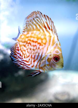 Angel Fish macht, was Fische tun, schwimmt im Tank und wartet darauf, dass das Essen fällt. Stockfoto