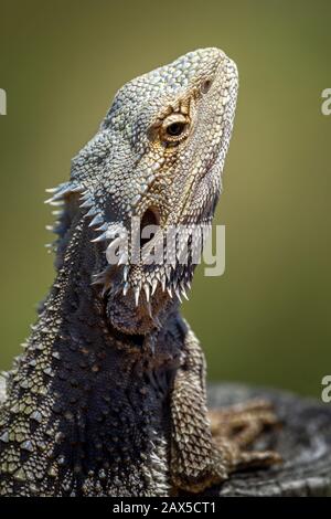Nahaufnahme des Ostbärtigen Drachens (Pogona barbata) Stockfoto