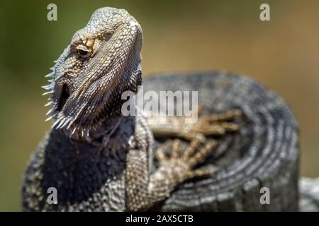 Nahaufnahme des Ostbärtigen Drachens (Pogona barbata) Stockfoto