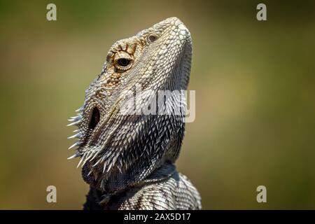 Nahaufnahme des Ostbärtigen Drachens (Pogona barbata) Stockfoto