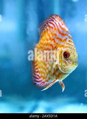 Angel Fish macht, was Fische tun, schwimmt im Tank und wartet darauf, dass das Essen fällt. Stockfoto