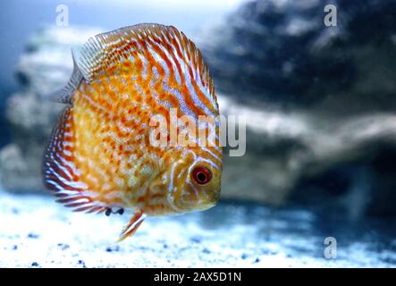 Angel Fish macht, was Fische tun, schwimmt im Tank und wartet darauf, dass das Essen fällt. Stockfoto