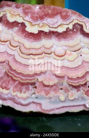 Seltene geologische Sammlersteine: Ein sehr nahes Farbbild eines in Scheiben geschnittenen Steins mit pinkfarbenen, roten und weißen Streifen. Stockfoto
