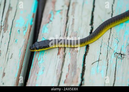 Gewöhnliche Baumschlange (Dendrelaphis punctulatus) auf alter Holzbank Stockfoto