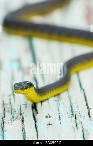 Gewöhnliche Baumschlange (Dendrelaphis punctulatus) auf alter Holzbank Stockfoto