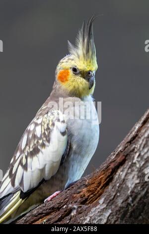 Cockatiel (Nymphicus hollandicus) auf Ast sitzend Stockfoto