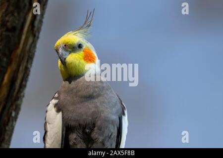 Nymphensittich (Nymphicus Hollandicus) Stockfoto