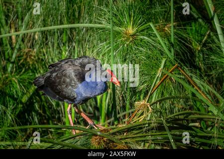 Single Purple Swamphen (Porphyrio Porphyrio) in grünen Schilf stehend Stockfoto