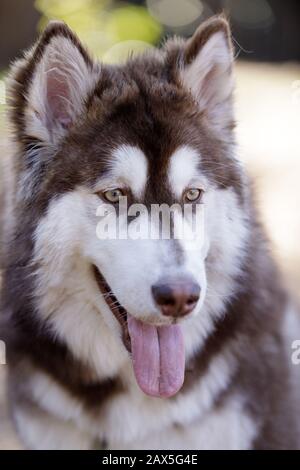 Rot-weißer Welpenkopf Alaskan Malamute Stockfoto