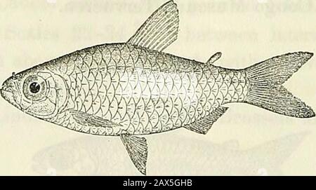 Katalog der Süßwasserfische Afrikas im British Museum (Naturgeschichte) S. 87 (1899), aildPoiss. Bass. Kongo, S. 162 (1901). Tiefe des Körpers 2f bis 3mal in Gesamtlänge, Länge des Kopfes 3 bis 4mal. Kopf doppelt so lang wie breit, etwas länger als tief; Schnauzer kürzer als Auge, das 2- bis 3-mal Kopflänge ist; Interorbitalbreite ^ bis f Kopflänge; Maxillare, die sich bis unter den Augenrand erstreckt; 14 Zähne {-^) im Oberkiefer, 10 (^) unten. Gill-Rakersshort, 12-13 auf dem unteren Teil des vorderen Bogens. Dorsale II-III 8, originatingunmittelbar hinter der vertikalen der Basis von Stockfoto