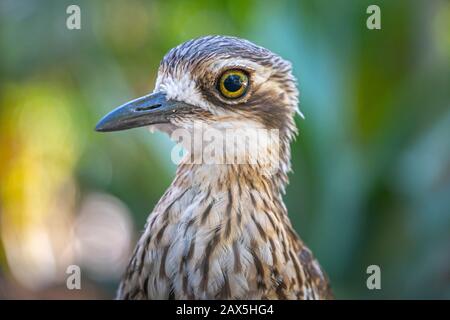 Kopfschuss des dicken Bush-Knies (Burhinus grallarius) Stockfoto