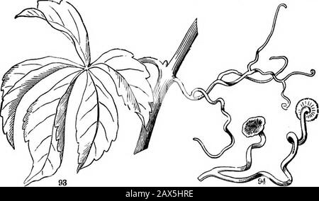 Die Elemente der Botanik für Anfänger und für Schulen . können reduziert und induriert werden; wie in Tlie Barberry, wo die Theirnatur durch ihre Situation offenbart wird, unter einer Axillar-Knospe. Aber Fio. 92. Eine kleine Pa.s.sion-Blume (Passlflora sicyoides), die die Tendrils schleuderte. Abb. 93. Stück vom Stamm der Virdnia Creeper, mit einem Blatt und ". Tendril.9-1. Spitzen eines Rondrils, über die natürliche Größe von .size, die die Platten zeigen, mit denen sie holdfast an Wände führen, eten. 42 STÄNGEL. [Abschnitt 6. Die Prickeln, wie die von Blackberry und Roses, sind nur Errescencesvon der Rinde und nicht Brandys. 102. Ebenso strag Stockfoto