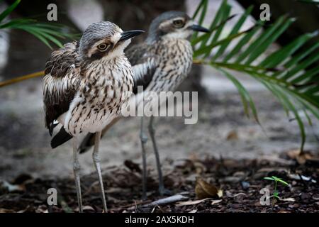 Paar dicke Bush-Knie (Burhinus grallarius) Stockfoto