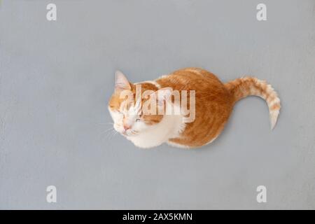 Süße orangefarbene und weiße Tabby-Katze, die mit geschlossenen Augen aufblickt. Blick auf eine orangefarbene und weiße Hauskatze auf grauem, strukturiertem Hintergrund. Stockfoto