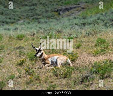 Pronghorn liegt im grasigen Feld. Stockfoto
