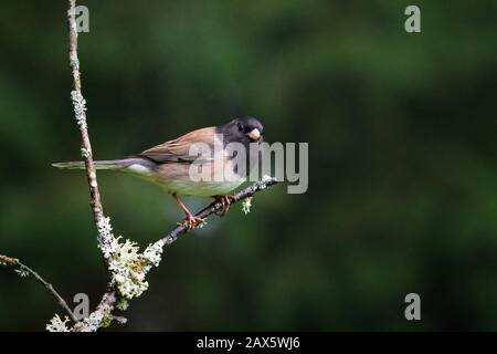 Männliche, dunkeläugige junco verbargen sich auf Branch, Snohomish, Washington, USA Stockfoto