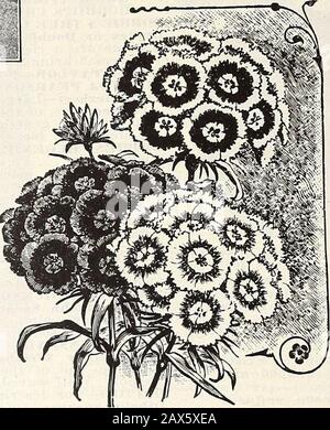 Currie's Hof und Garten jährlich: Frühjahr 1915. Die Rasenmäher sind sternförmig, goldgelb mit schwarzem Zentrum, sehr attraktive Stella-Langstielige Blumen der reinsten goldgelben mit schwarzer Scheibe. Doppel-Weißer-Der Weiße ist jedoch nicht konstant 10 Star-Shoped Double Mixed-Ähnlich wie ein Kakteen-Dahlia, sur-gerundet am Rand mit langen locker-verdrehten Kronblättern, die wie Speichen eines Rades angeordnet sind 5 DOPPELTE SONNENBLUMEN. California-Extra Large, doppelt, 5 Fuß. Oz. 15c 5 Chrysanthemum-Flowered-A Magnificent Sunflower. Die Blumen sind orange, sehr doppelt und leicht gesägt, auf l produziert Stockfoto