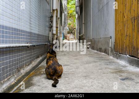 Rückansicht eines Street Cat Standfußes In der Hinteren Gasse Stockfoto