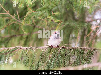 Sparrow sitzt auf Fichtenzweigen. Sparrow auf einer Filiale im Herbst oder Winter Stockfoto