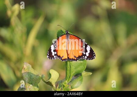 Nahaufnahme des leuchtend gelben Schmetterlingsinsekts (Monarch-Schmetterling) auf grünem Zitronenblatt mit unscharfem grünem Vintage-Hintergrund, im Freien Stockfoto