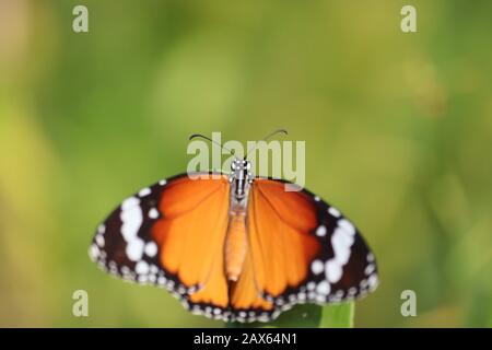 Nahaufnahme des leuchtend gelben Schmetterlingsinsekts (Monarch-Schmetterling) auf grünem Zitronenblatt mit unscharfem grünem Vintage-Hintergrund, im Freien m Stockfoto