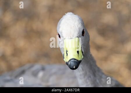 Kap-Barren-Gans (Cereopsis novaehollandiae), Nahporträt Stockfoto