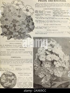 Currie's Farm und Garten jährlich: Frühjahr 1915 . PETUNIA GROSSE BLÜTE. PENTSTEMON. Diese gutaussehenden krautigen Pflanzen sind für Bettzeug zurecht growingzugunsten. Die Blumen sind während der gesamten Saison konstanproduziert. Im Februar wird im Haus gesät oder im heißen Bett im Sommer und Herbst geblüht. H. P. Pkt. Auswahl gemischt 10 PRO ABB. A. Diese Zierpflanze bildet einen feinen Kontrast zu allen hellen oder silberblättrigen Pflanzen, die für Rasengruppen oder Bandränder verwendet werden. H. A. PKT. Laoiniatus-Schnittblättrige Sorte j&gt; Nankinensis-1 Vz feet PHORMIUM.Folius Varlegatus (Neuseeland-Flachs)-Gut, Stockfoto