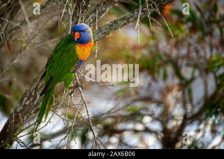 Rainbow Lorikeet (Trichoglossus moluccanus) auf Ast Stockfoto