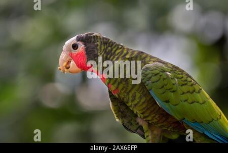 Der kubanische amazonenpapagei (Amazone leucocephala) Stockfoto