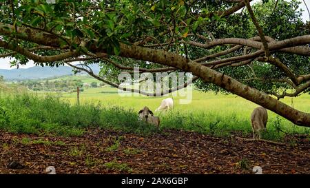 Das Rind ruht unter einem großen sich ausbreitenden Feigenbaum inmitten üppigem grünen Gras mit einem stürmischen Himmel über dem Kopf Stockfoto