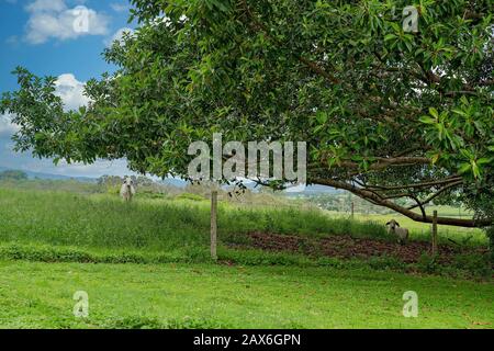 Das Rind ruht unter einem großen sich ausbreitenden Feigenbaum inmitten üppigem grünen Gras mit einem stürmischen Himmel über dem Kopf Stockfoto