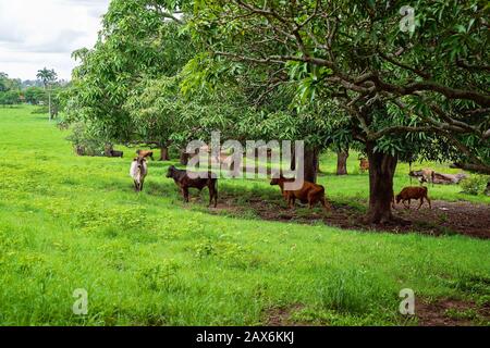 Die Tiere weiden auf einem von Baumreihen schattierten Feld mit dem Gras, das nach Regenfällen üppig und grün ist Stockfoto