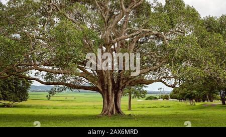 Ein großer sich ausbreitender Feigenbaum in einem Garten auf einem Hügel mit Blick auf Zuckerrohr-Paddocks, der nach saisonalem Regen üppig ist Stockfoto