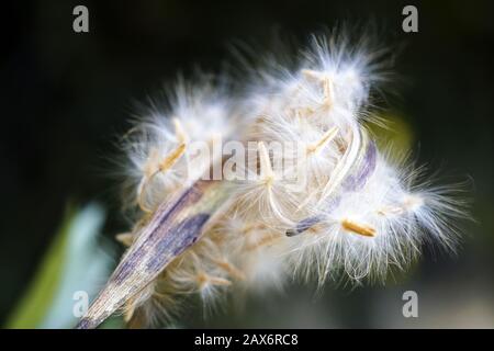 Nahaufnahme von flauschigen Samen auf einer Samenschote mit angebracht Verschwommener Hintergrund Stockfoto