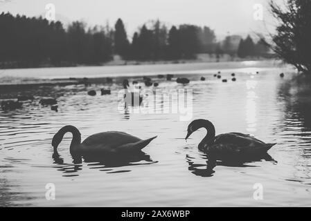 Schwarz-Weiß-Foto von Schwanen, die auf einem See schwimmen Mit verschwommenen Bäumen im Hintergrund Stockfoto