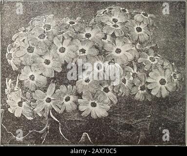 Currie's Farm und Garten jährlich: Frühjahr 1915. Egan zu blühen, unter Glas, im Juli. Sie blühen gleichermaßen wie außen. SOW im Februar oder März in Töpfen oder Kisten, streicheln, wenn bereit, und behandeln Sie genau die gleichen wie Astors, und Pflanzen Sie sie Anfang Mai in die freien Felder. Siehe Schnitt 20 Leueanthemum Hybridum (Spring Marguerite) H. P.-Die frühste Maximale Sorte, fein zum Schneiden von 10 Maximalen Grandiiloruni (Moonpenny Daisy) H. P.-Sehr großen weiß geblümten mehrjährigen Marguerite 10 ZWEIJÄHRIGEN CHRYTHEMEN, japonicum, fl.-neue japanische Sorten, gespeichert von Auswahl 10 chinesischen, feinsten Mischblumen Stockfoto