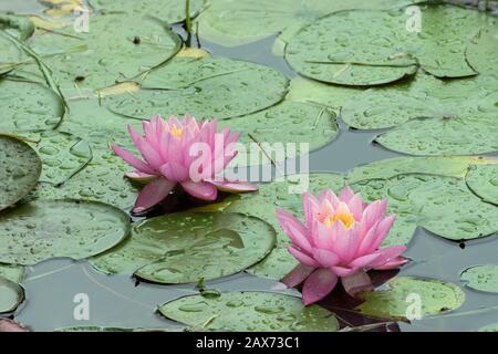 Ein Paar rosarote Seerosen, bedeckt mit Wassertropfen aus einem Frühlingsregen, der von grünen Lilienblättern in einem Teich umgeben ist. Stockfoto