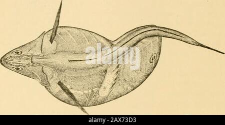 Fische . der Hohlraum und an ihrem vorderen Ende haben eine Öffnung, die die Eier erhält, die vom Eierstock in die Körperhöhle ausweichen. Bei einigen knöchernen Fischen asieren die Aale und weiblichen Lachse die Keimzellen werden in die Körperca^ITY abgeworfen und entweichen durch Genitalporen, was jedoch 28 Kann, Dass Die Dissektion der Fische nicht homolog mit Bauchporen ist. In den meisten anderen Bonyfischen werden die Hoden und Eierstöcke direkt in Kanäle fortgesetzt, die sich nach außen öffnen. Organe der Ernährung.-Die Organe, die so in einer Zerschneidung gezeigt werden, können wir nun im Detail untersuchen. Das Maul des Fisches ist das Organ oder die Reihe der Stru Stockfoto