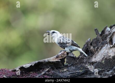 barbet mit weißer Spitze bei Masai Mara, Kenia, Afrika Stockfoto