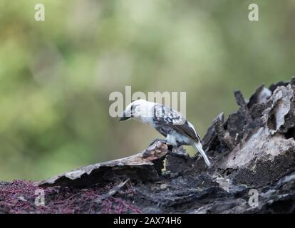 barbet mit weißer Spitze bei Masai Mara, Kenia, Afrika Stockfoto