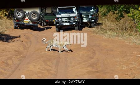 Chobe National Park, Botswana/Afrika - 1. Juni 2017: [Tourist Safari Drivers jodle for Position so their guests can See a Leopard Crossing the Track, Stockfoto