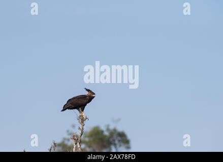 Long Crested Eagle sitzt auf einem Baum, der in Masai Mara, Kenia, Afrika gesehen wird Stockfoto