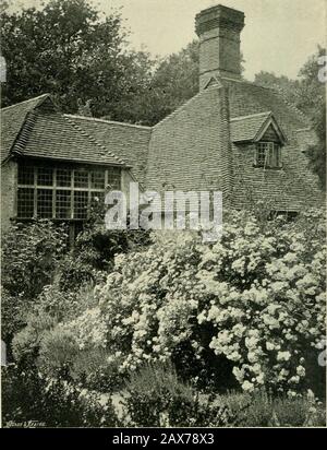 Rosen für englische Gärten. MADAME ALFRED CARRIERE (N.) WUCHS ALS HECKE. DAS GARLAND STIEG IN EINEM 11-JÄHRIGEN GARTEN AUF. Kapitel XI ROSEN ALS SPRINGBRUNNEN UND FREI Unter den vielen Möglichkeiten, die freeAyrshire Roses wertvoll zu nutzen, ist einer der besten, sie auf ihre eigene Art und Weise des Wachstums zu verlassen, ohne jegliches Stackeln zu orguidieren. Es muss ausreichend Platz für die volle Größe vorgesehen werden, was einen Durchmesser von einigen Zehnfüßen haben wird. Von diesen nützlichen Garten Roses ist keine moreschön als das Garland, mit seinen Massen von hübsch-weißer Blüte. Es lohnt sich, sich um 4 UHR MORGENS um Mitte Juni aufzustehen, um die Tende zu sehen Stockfoto